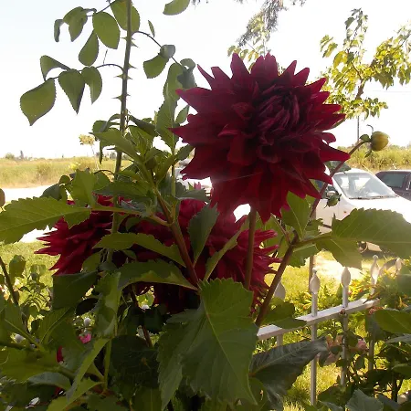 Apart-hotel Afroditi