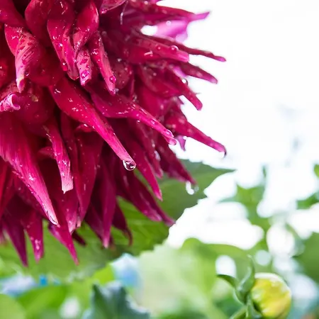 Afroditi Apart-hotel *