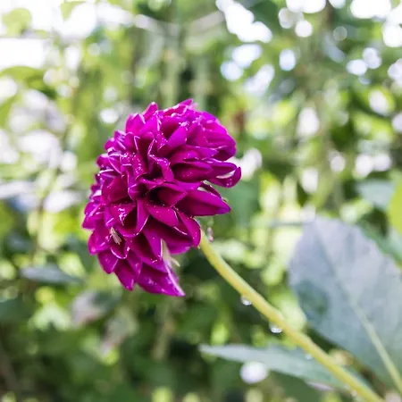 Afroditi Apartahotel *