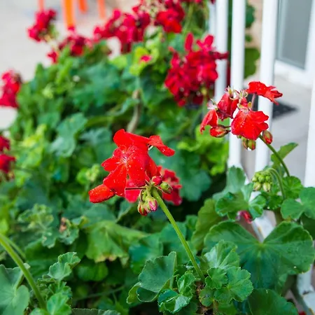 Afroditi Apartahotel *