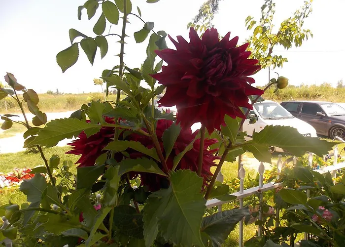 Apartmanhotel Afroditi