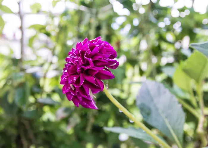 Afroditi Apartmanhotel *